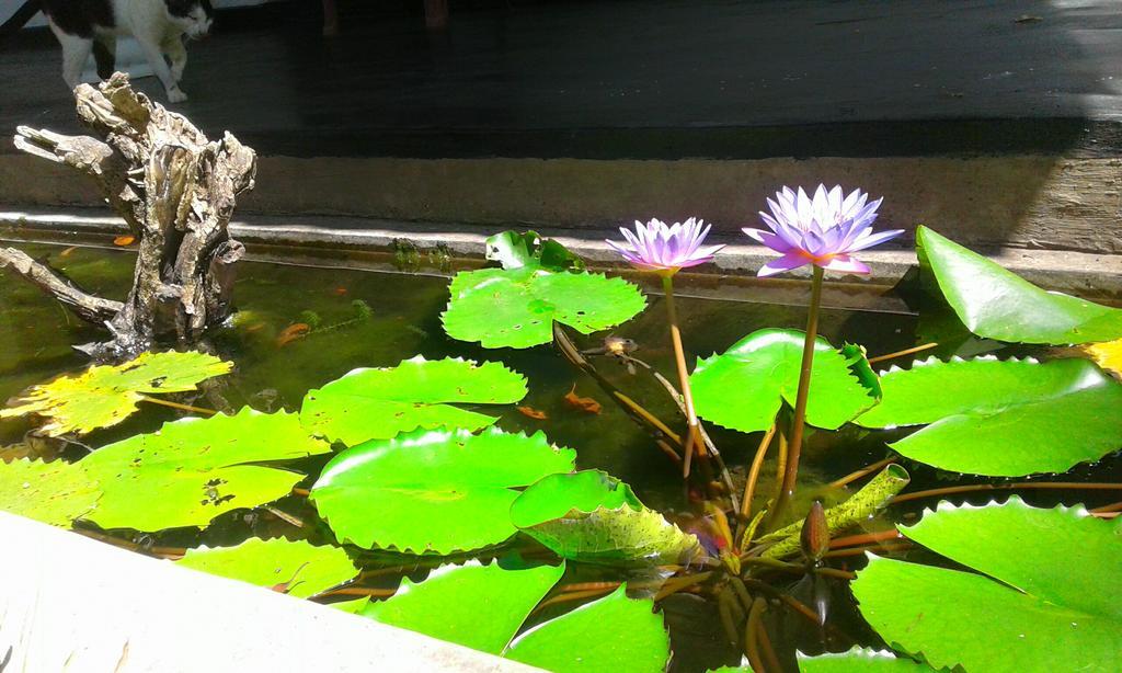 River Retreat Sigiriya Hotel Екстериор снимка